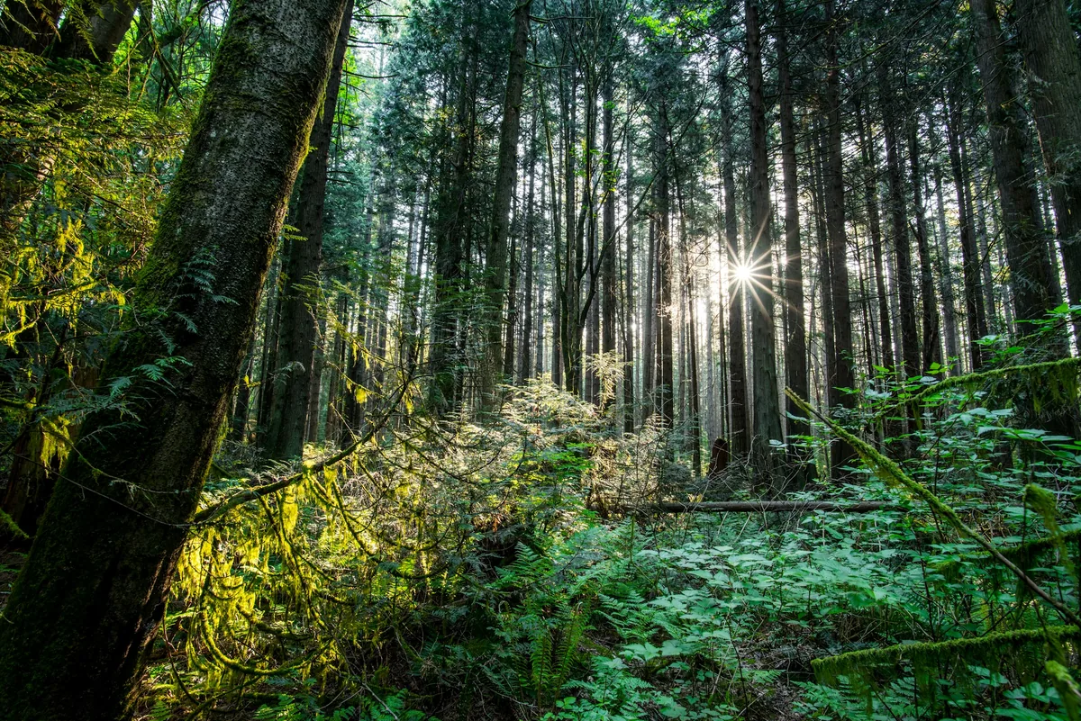 Morning sunlight streaming through tall trees in a forest